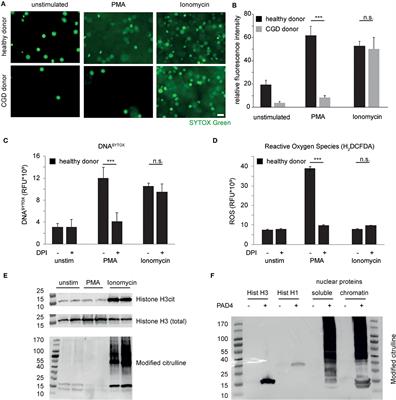 Citrullination Licenses Calpain to Decondense Nuclei in Neutrophil Extracellular Trap Formation